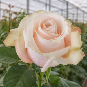 POMA ROSE